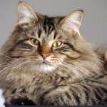 Siberian Cats , 8 Nice Siberian Cat Pictures In Cat Category