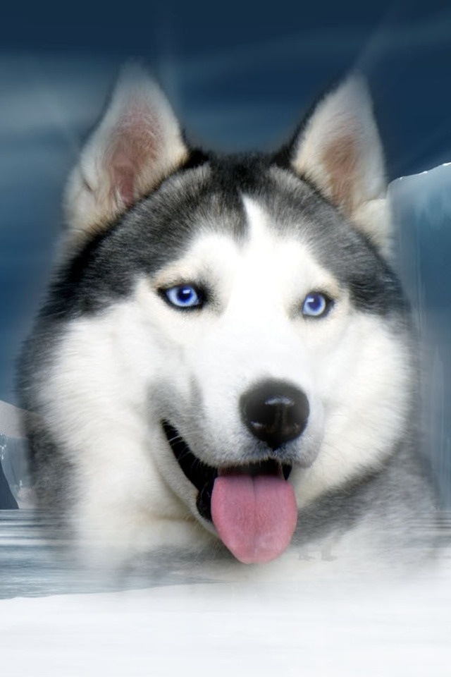 Dog , 7 Nice Pictures Of Sled Dogs : Sled Dog