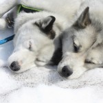 Sled Dogs Flickr , 7 Nice Pictures Of Sled Dogs In Dog Category