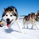 Sled Dogs Photo , 7 Nice Pictures Of Sled Dogs In Dog Category