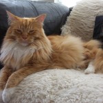 Sleepy Maine Coon cat , 7 Popular Coon Cat Pictures In Cat Category