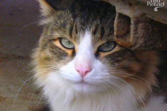 Sniffy Tabby Cat in Cat