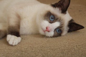 Snowshoe Cat Siamese , 6 Charming Snowshoe Cat Pictures In Cat Category