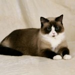 Snowshoe Cats , 6 Charming Snowshoe Cat Pictures In Cat Category