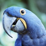 Speaking parrot , 7 Cool Macaw Facts For Kids In Birds Category