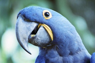 Speaking Parrot , 7 Cool Macaw Facts For Kids In Birds Category