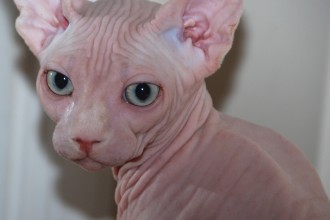 Sphynx Breeder , 7 Nice Pictures Of Hairless Cats In Cat Category