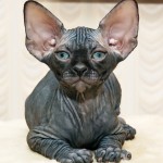 Sphynx Cat , 6 Wonderful Sphynx Cat Pictures In Cat Category