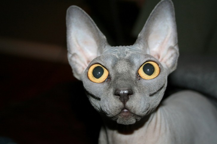 Cat , 7 Top Rated Pictures Of Sphynx Cats : Sphynx Cat Pictures