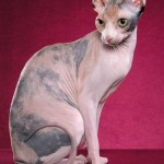 Sphynx Cats , 7 Top Rated Pictures Of Sphynx Cats In Cat Category
