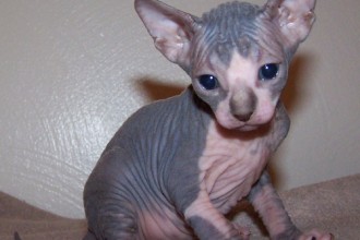 Sphynx Kittens , 7 Nice Pictures Of Hairless Cats In Cat Category