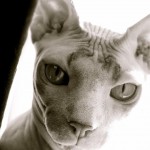Sphynx cat animated , 7 Top Rated Pictures Of Sphynx Cats In Cat Category