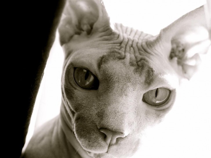 Cat , 7 Top Rated Pictures Of Sphynx Cats : Sphynx Cat Animated