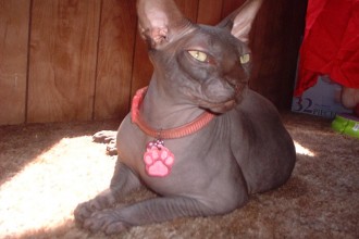 Sphynx Lady Cat , 6 Wonderful Sphynx Cat Pictures In Cat Category