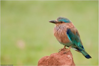 State Bird Of Karnataka , 7 Charming Cockatiel Names In Birds Category