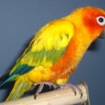 Sun Conure , 7 Beautiful Sun Conure Parrot In Birds Category