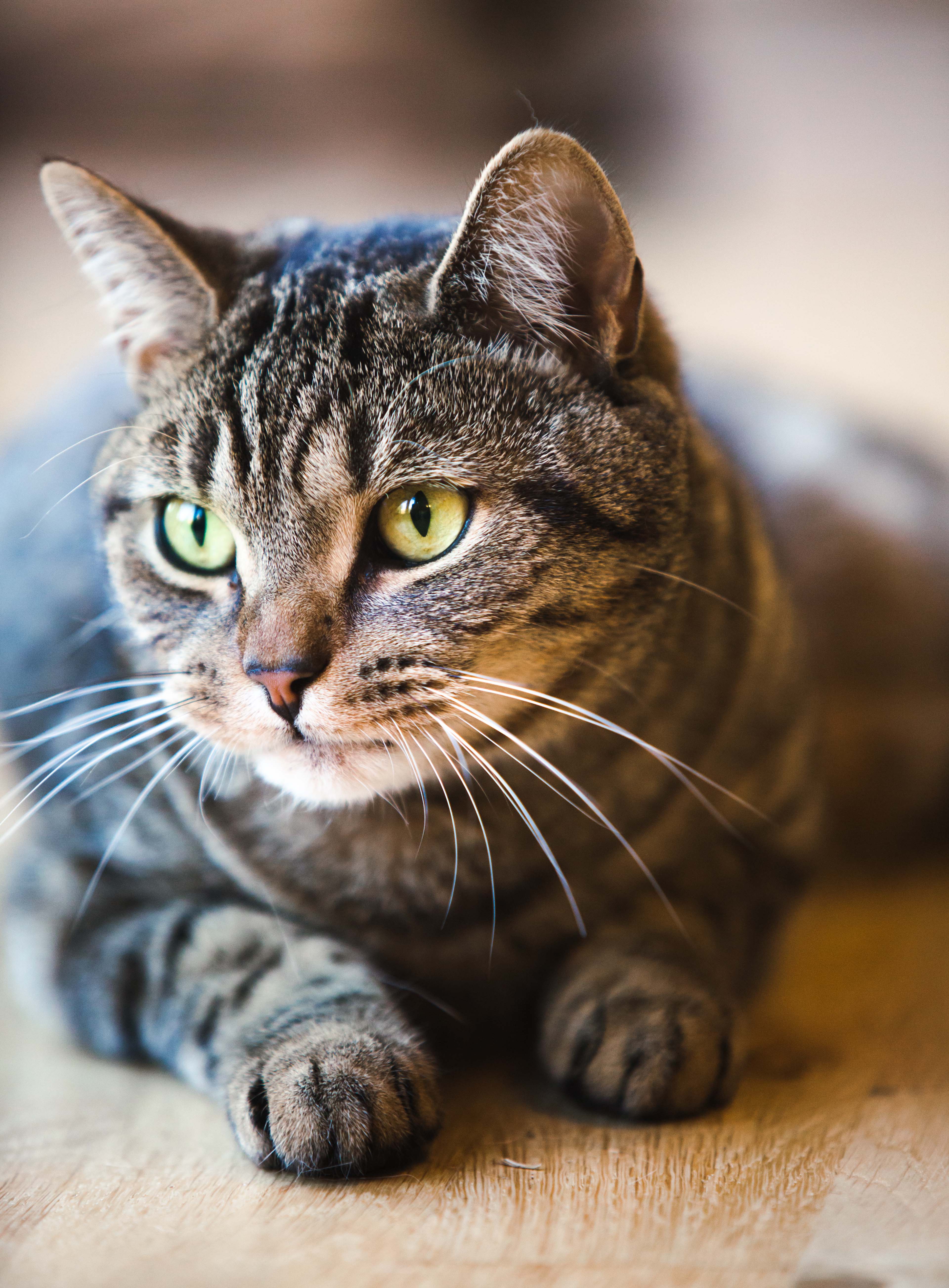 orange and gray tabby cat