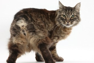 Tabby Manx , 8 Beautiful Pictures Of Manx Cats In Cat Category