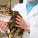 Tapeworms in Cats , 5 Pictures Of Tapeworms In Cats To Consider In Cat Category