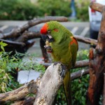 Telford Bird Breeders , 8 Unique Macaw Breeders In Birds Category