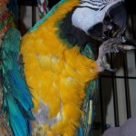 The Bird Nerds , 8 Cool Macaw Rescue In Birds Category