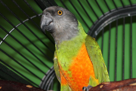 Birds , 8 Cool Macaw Rescue : The Bird Nerds
