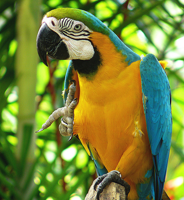 Birds , 8 Wonderful Types Of Macaws : The Blue Macaw