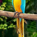 The Blue and yellow Macaw , 7 Cool Pictures Of Macaws In Birds Category