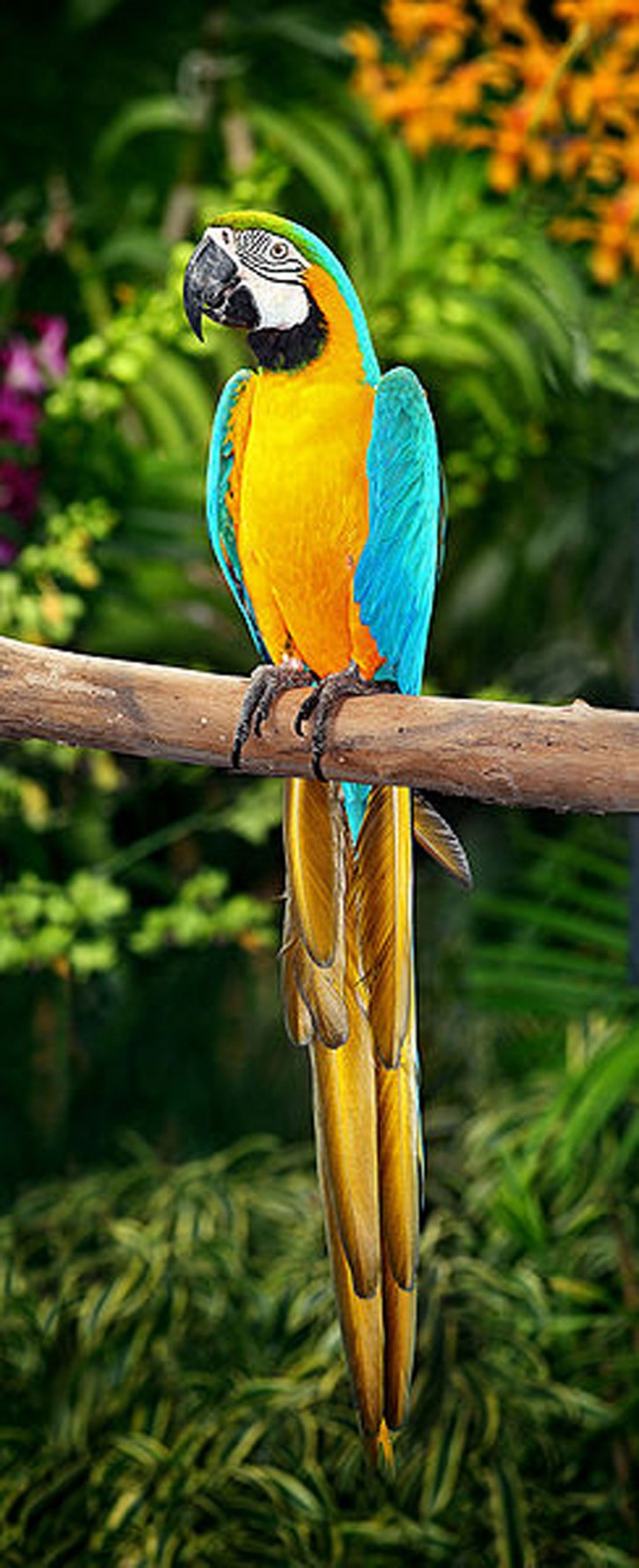 Birds , 7 Cool Pictures Of Macaws : The Blue And Yellow Macaw