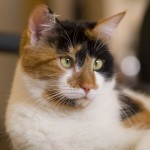 The Calico Cat , 7 Awesome Calico Cat Pictures In Cat Category
