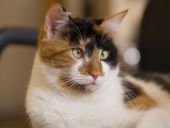 Cat , 7 Gorgeous Calico Cats Pictures : The Calico Cat