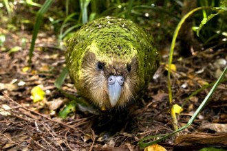 The Kakapo Parrot , 8 Nice Kakapo Parrot In Birds Category