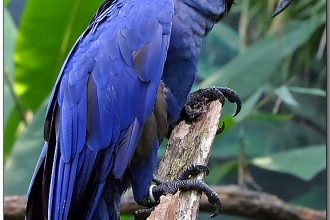 The Parrot Cage , 7 Nice Parrot Cage Hyacinth Macaw In Birds Category