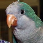 The Quakers , 7 Unique Quaker Parrot Talking In Birds Category