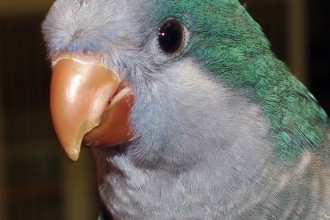 The Quakers , 7 Unique Quaker Parrot Talking In Birds Category