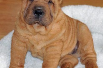 The Shar Pei , 7 Cute Pictures Of Shar Pei Dogs In Dog Category