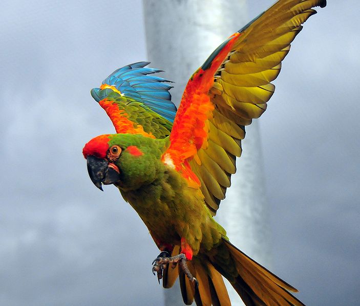 The red fronted macaw