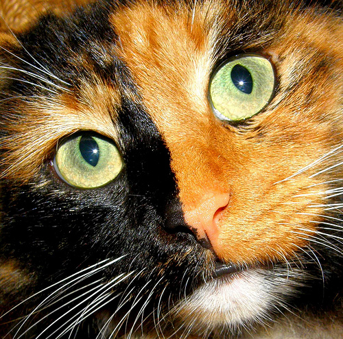 Cat , 5 Wonderful Tortoiseshell Cat Pictures : Tortoiseshell Cat Face