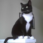Tuxedo Cat Mustache , 7 Gorgeous Tuxedo Cat Pictures In Cat Category