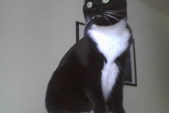 Tuxedo Cat Mustache , 7 Gorgeous Tuxedo Cat Pictures In Cat Category