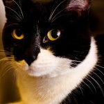 Tuxedo Cat , 6 Charming Pictures Of Tuxedo Cats In Cat Category