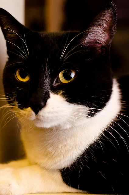 Cat , 6 Charming Pictures Of Tuxedo Cats : Tuxedo Cat