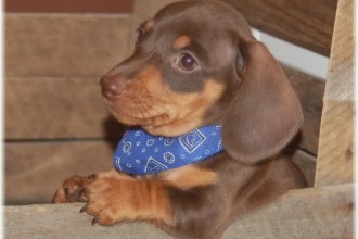 Weiner Dog , 8 Fabulous Funny Weiner Dog Pictures In Dog Category
