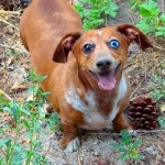 Weiner Dogs , 8 Fabulous Funny Weiner Dog Pictures In Dog Category