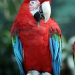  Wing Macaw , 9 Beautiful Green Wing Macaw In Birds Category