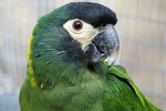 Yellow Parrot Macaw in Birds