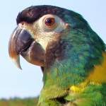 Yellow collared Mini Macaw , 7 Gorgeous Yellow Collared Macaw In Birds Category