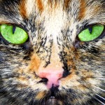 adopt a cat , 6 Unique Pictures Of Tortoiseshell Cats In Cat Category