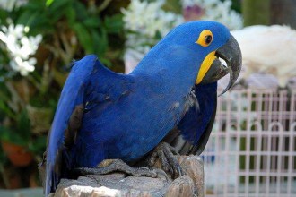 Adult Macaw  , 8 Cool Macaw Rescue In Birds Category