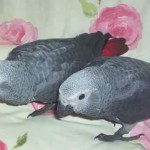 african gray parrot , 7 Cute Baby African Grey Parrot In Birds Category